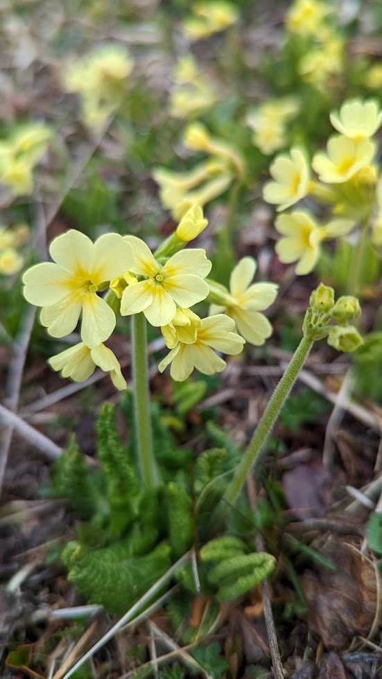Groupe de fleurs jaunes de Primula veris, également connues sous le nom de primevères, entourées de feuilles vertes en rosette sur un sol naturel.