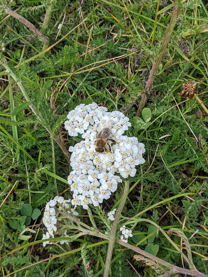 Fleurs blanches d'achillée millefeuille avec une abeille butinant, sur un fond de verdure.