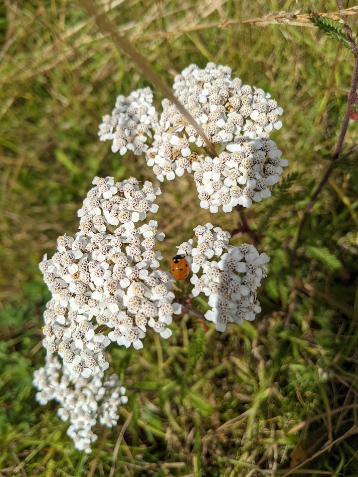 Un gros plan sur des fleurs blanches d'achillée millefeuille (Achillea millefolium) avec une coccinelle orange visible sur l'une des fleurs, sur un fond de herbe verte.