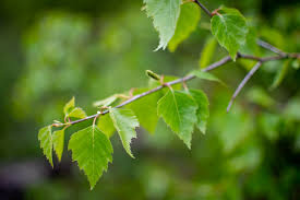 Branche avec des feuilles vertes et fraîches en arrière-plan flou.