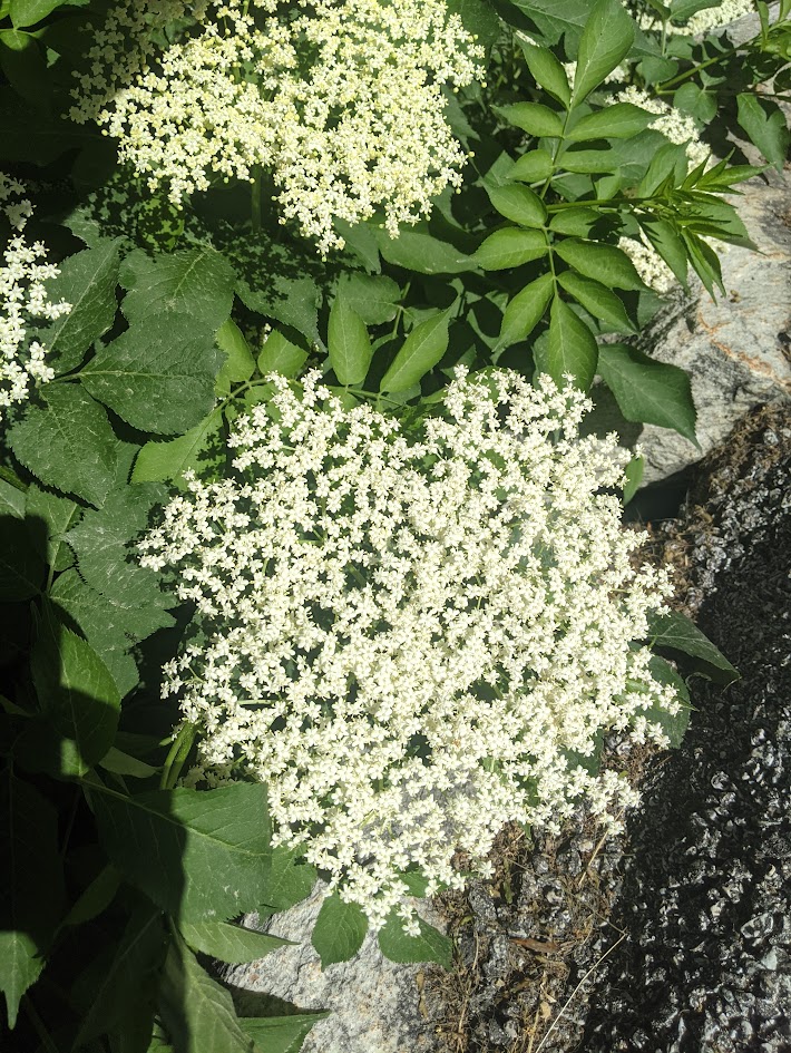 Fleurs et feuilles de sureau
